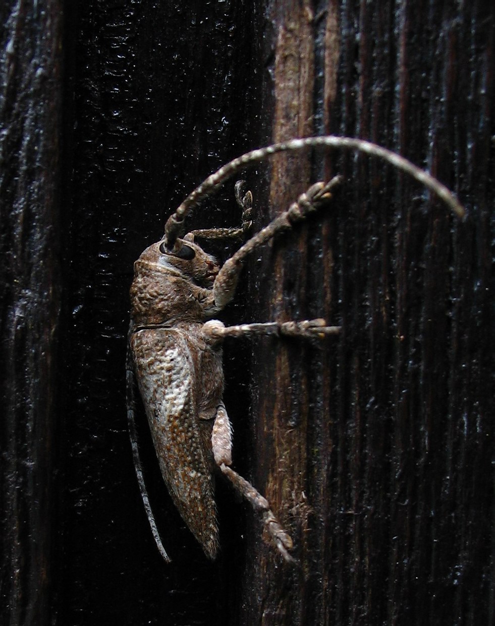 Niphona picticornis